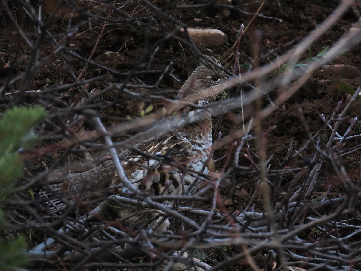 kragejerpe - ML644681160