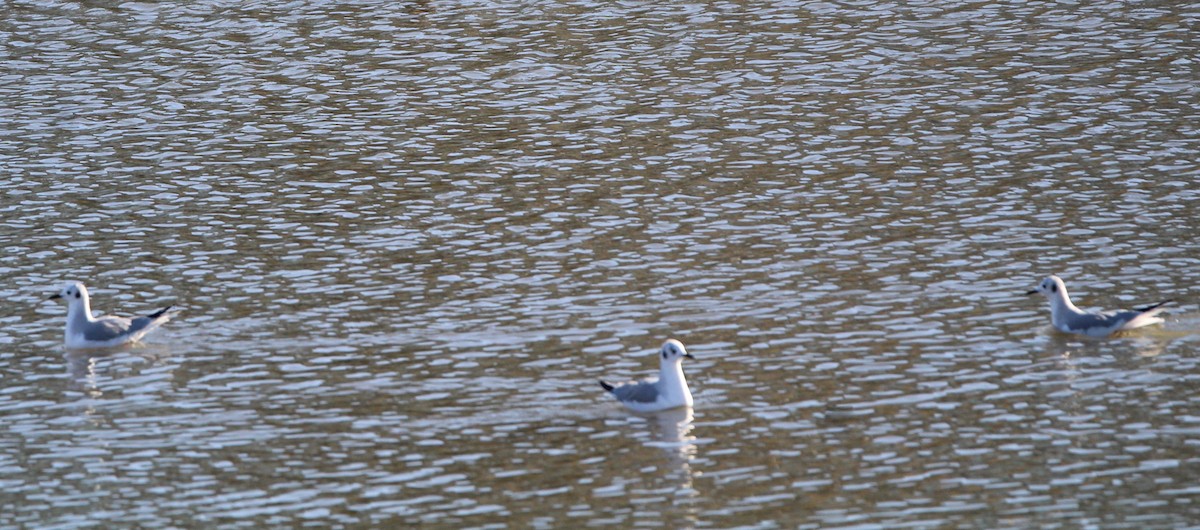 racek Bonapartův - ML644681161