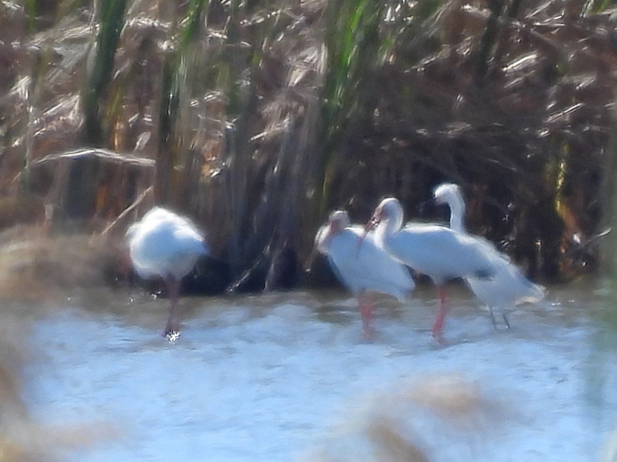 Ak Aynak - ML644681176