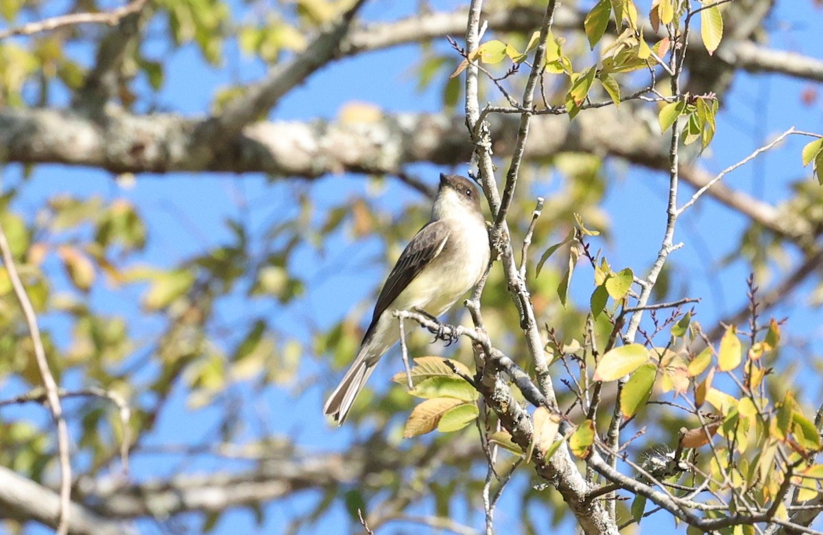 Eastern Phoebe - ML644681178