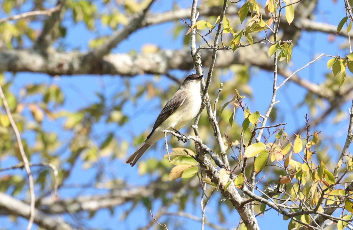 Eastern Phoebe - ML644681179