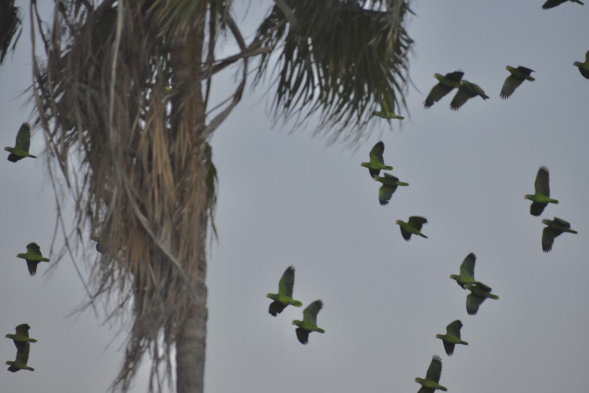 Red-crowned Amazon - ML644681182