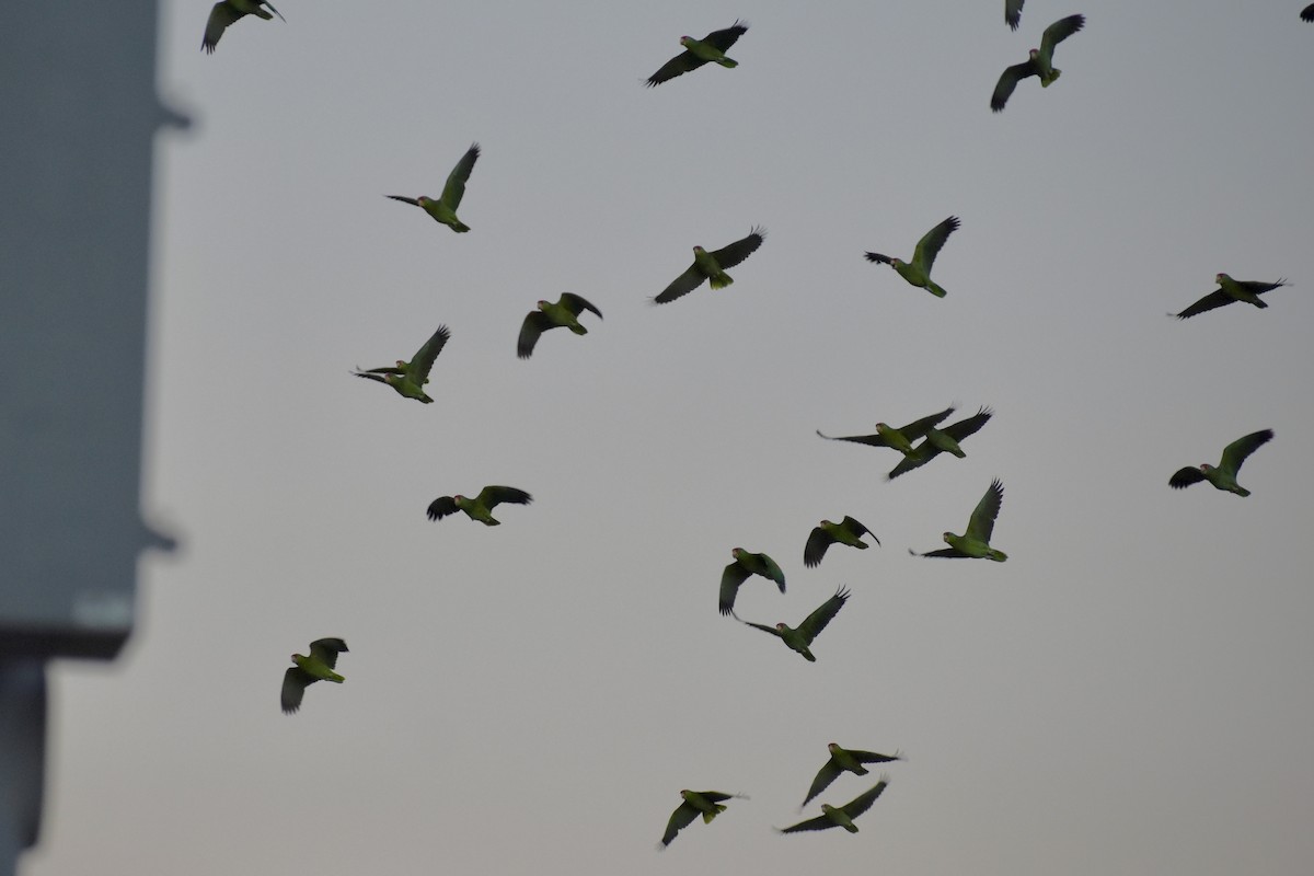 Red-crowned Amazon - ML644681184