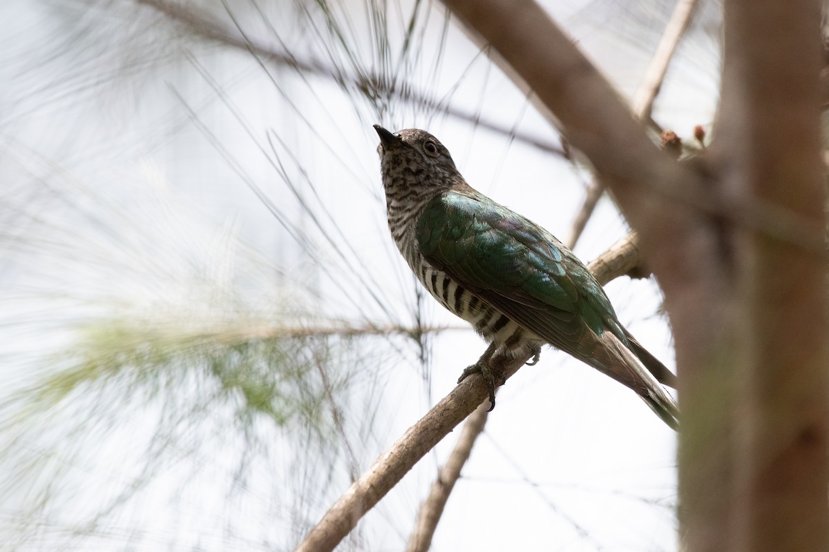 Shining Bronze-Cuckoo - ML644681189