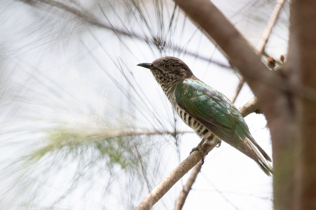 Shining Bronze-Cuckoo - ML644681192