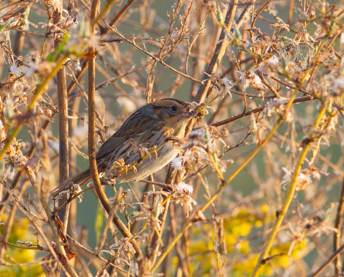 Chingolo de Nelson - ML644681193