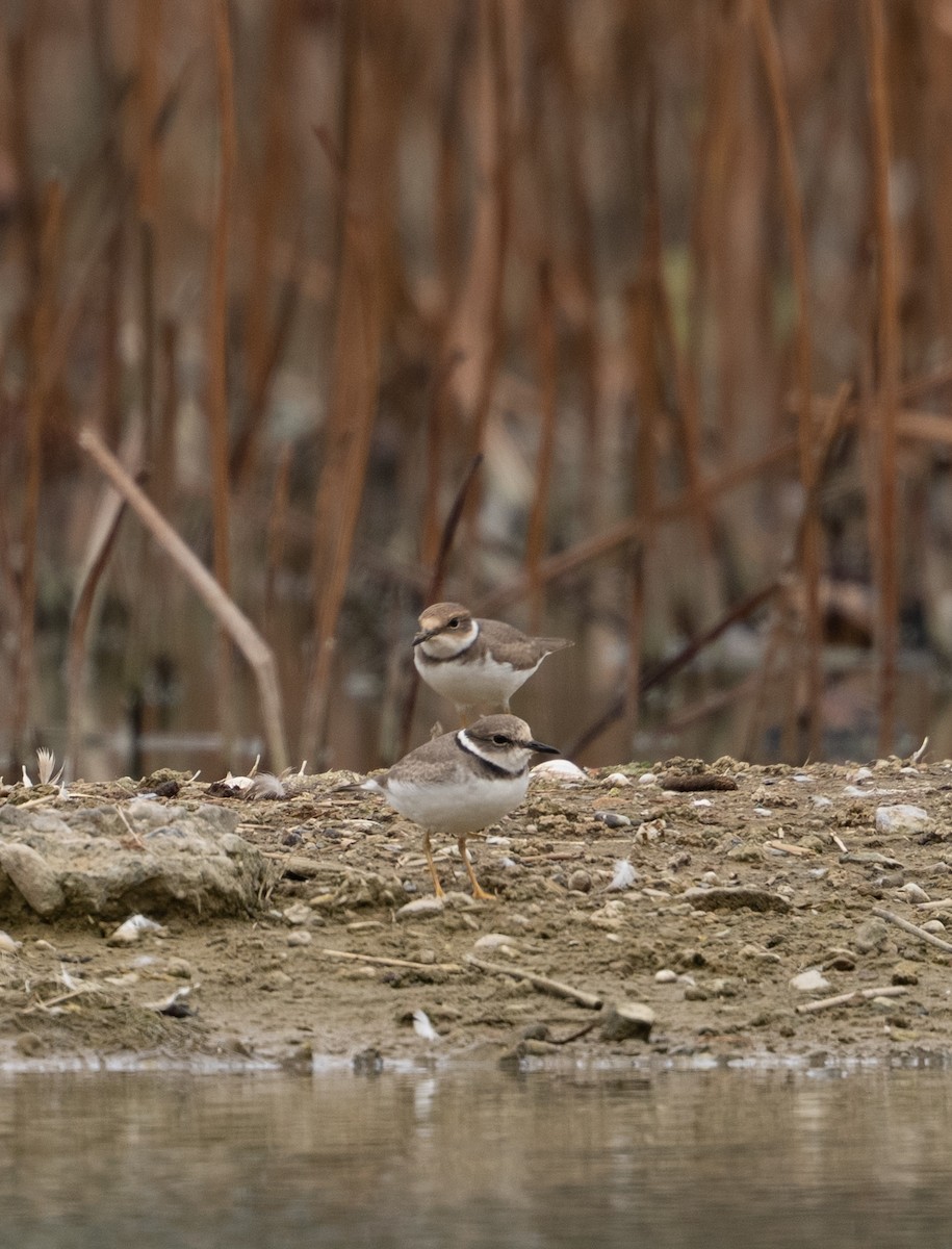 Long-billed Plover - ML644681195