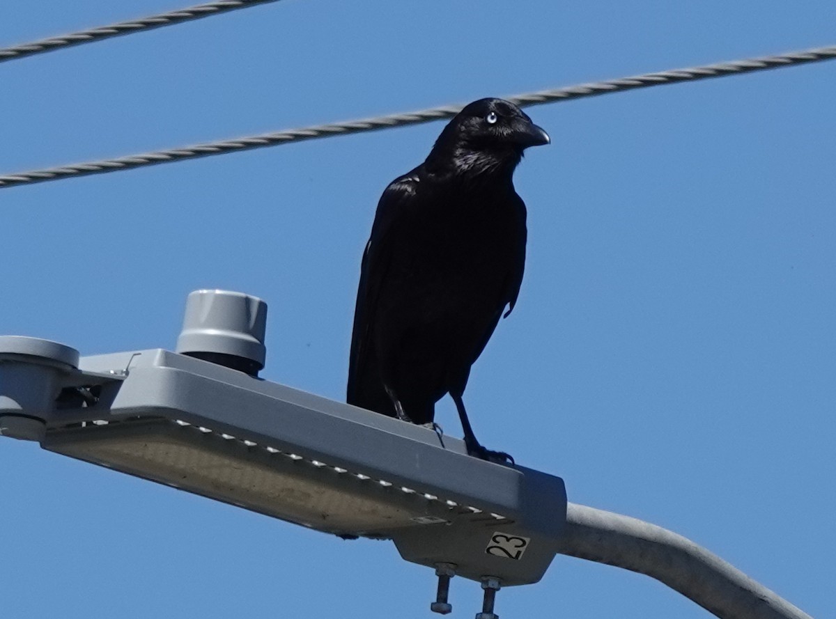 ミナミワタリガラス - ML644681197