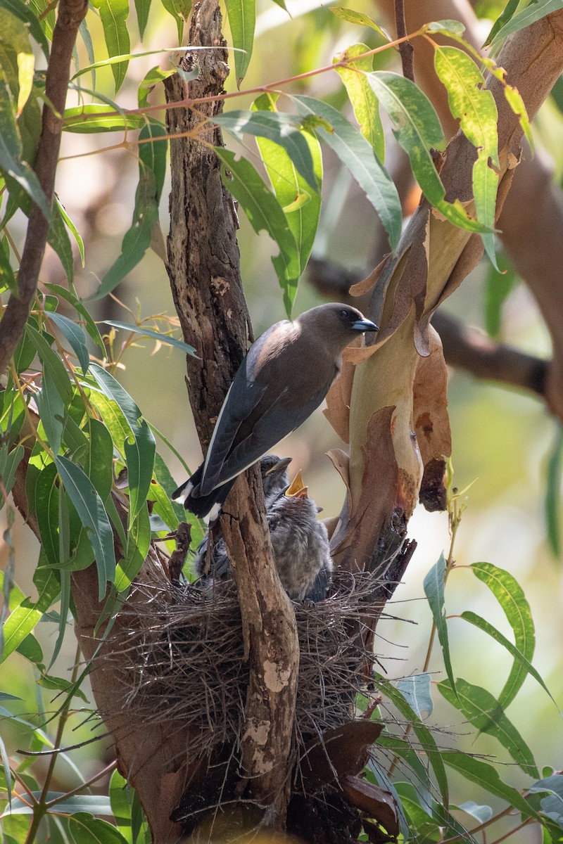 Dusky Woodswallow - ML644681201