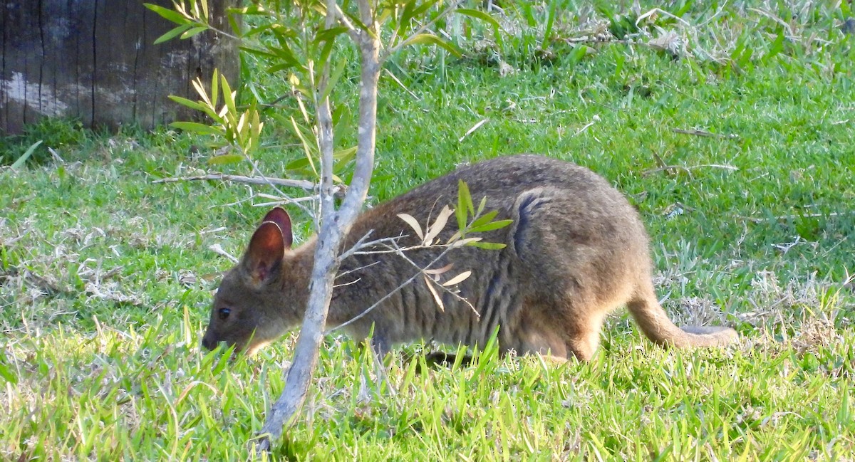 Pademelons - ML644681202