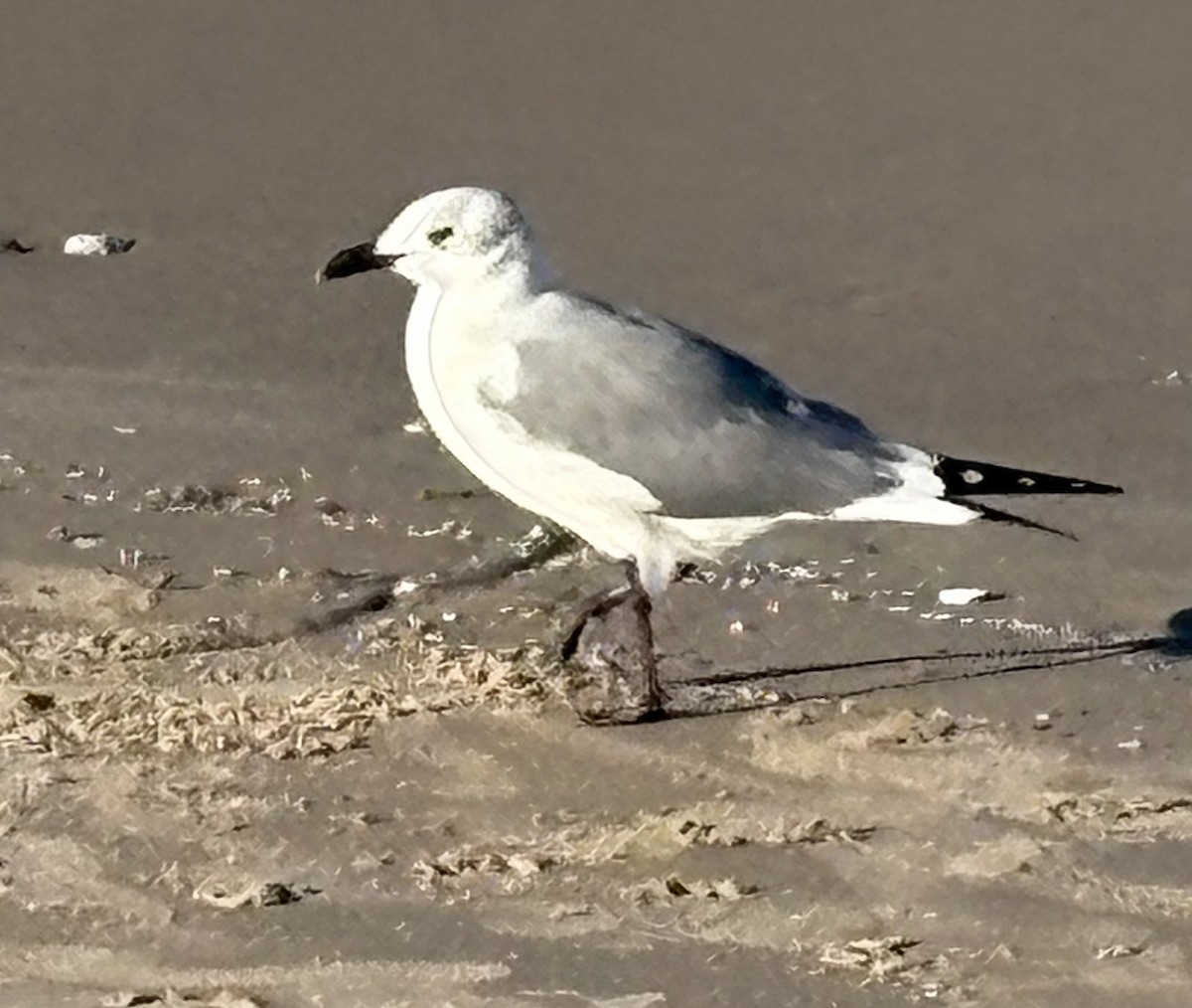 Gabbiano sghignazzante - ML644681203