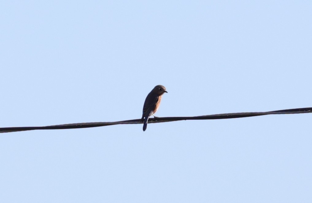 Eastern Bluebird - ML644681206