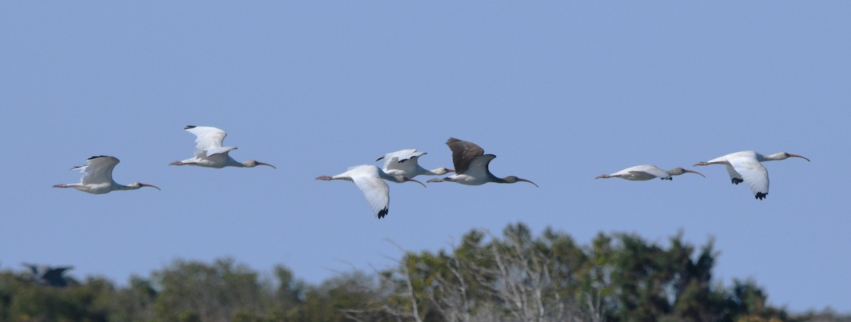 Ak Aynak - ML644681207