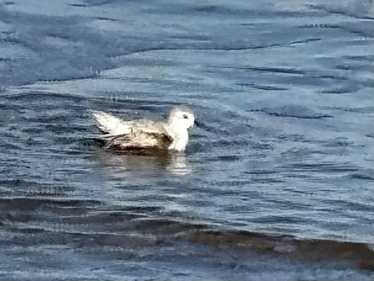 Sanderling - ML644681208