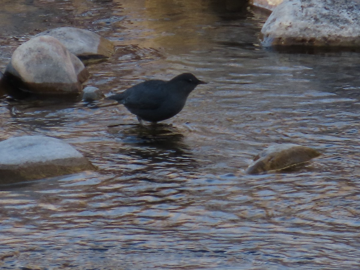 Mirlo Acuático Norteamericano - ML644681213