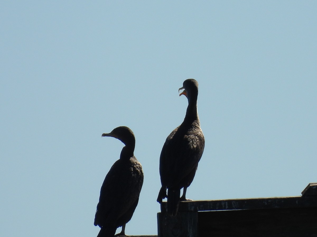 totoppskarv - ML644681226