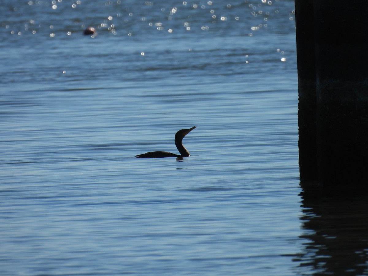 totoppskarv - ML644681227