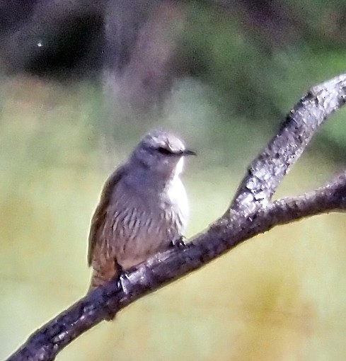 Corretroncos Pardo - ML644681228