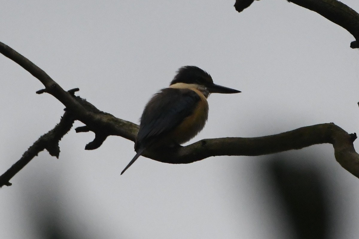 Alción Sagrado - ML644681229