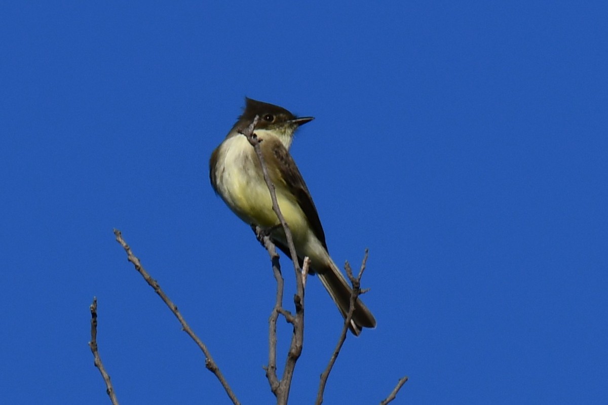 gråfibi - ML644681230