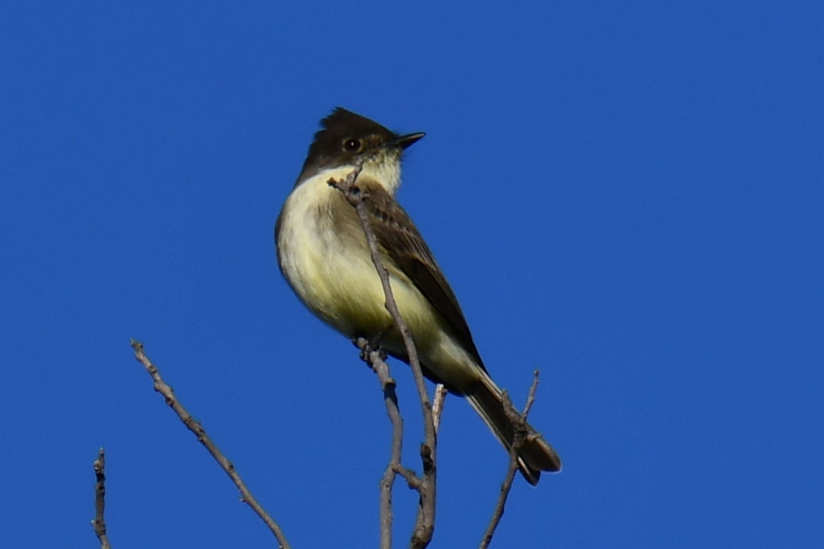 gråfibi - ML644681231