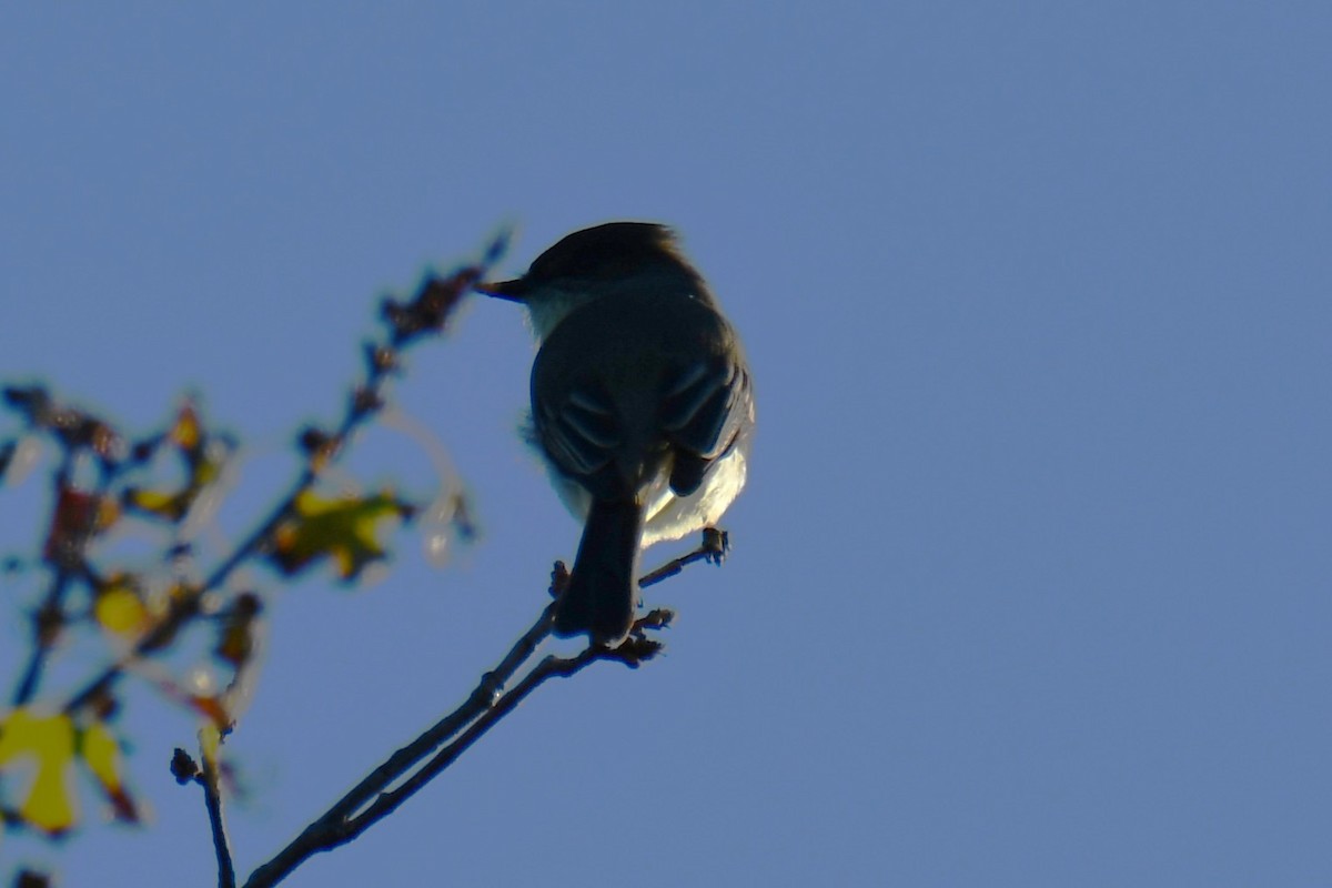 gråfibi - ML644681232