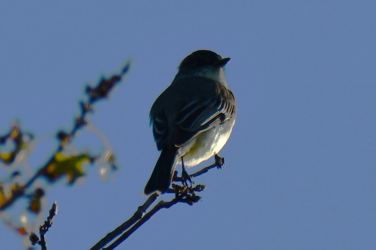 gråfibi - ML644681233