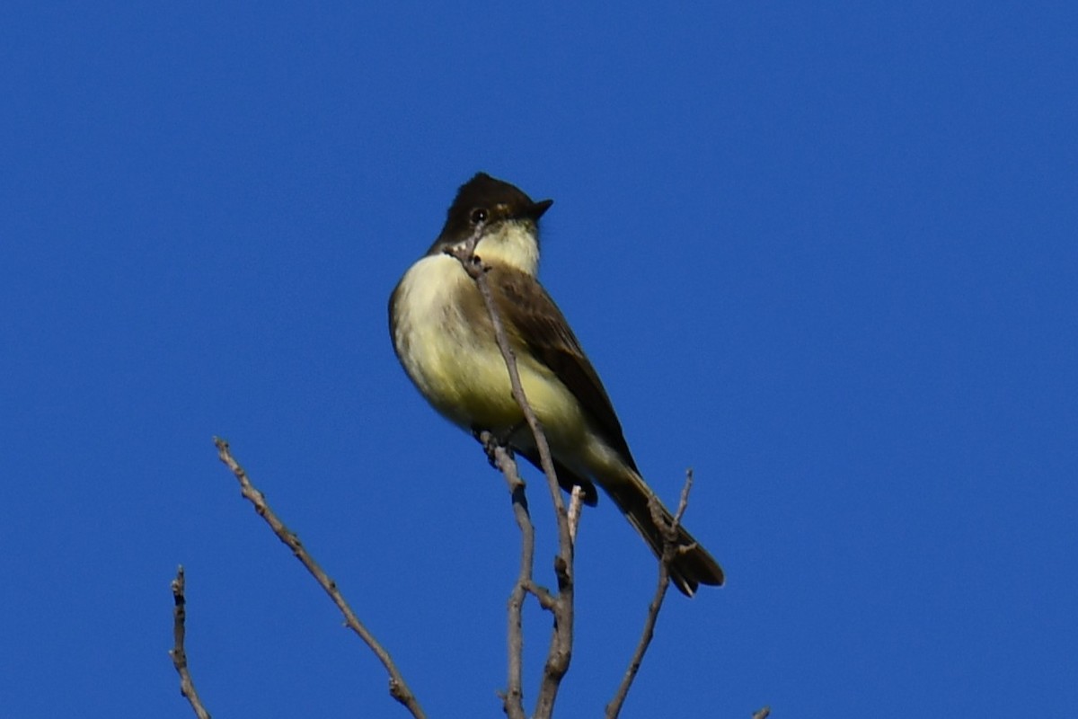 gråfibi - ML644681234