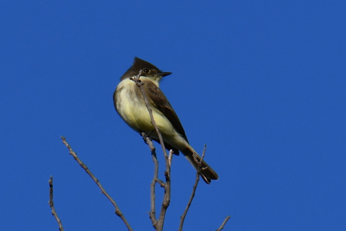 gråfibi - ML644681236