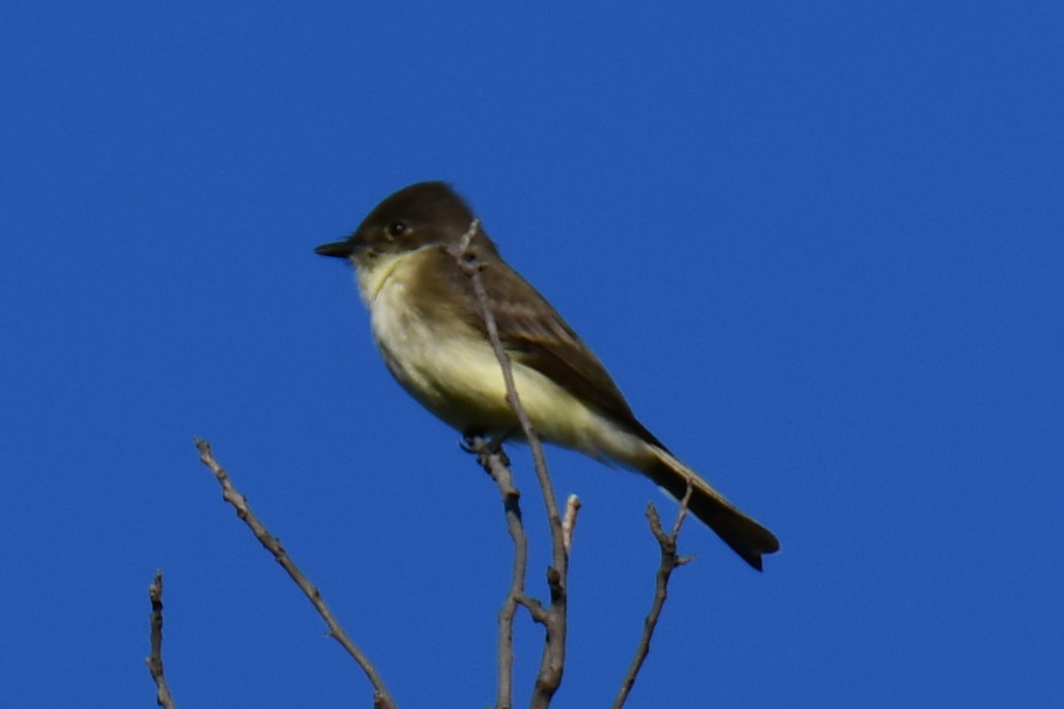 gråfibi - ML644681237