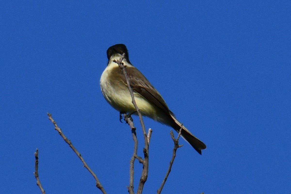 gråfibi - ML644681238