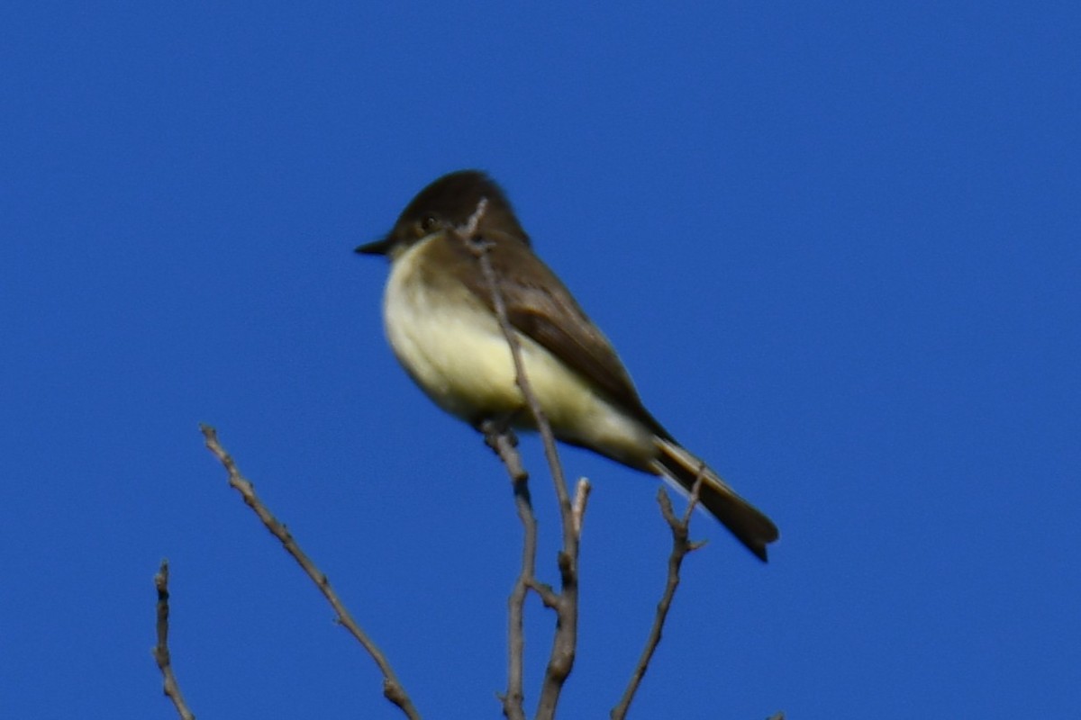 gråfibi - ML644681239