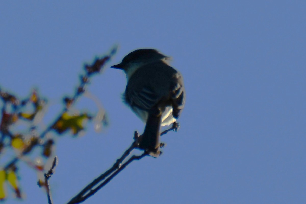 gråfibi - ML644681240