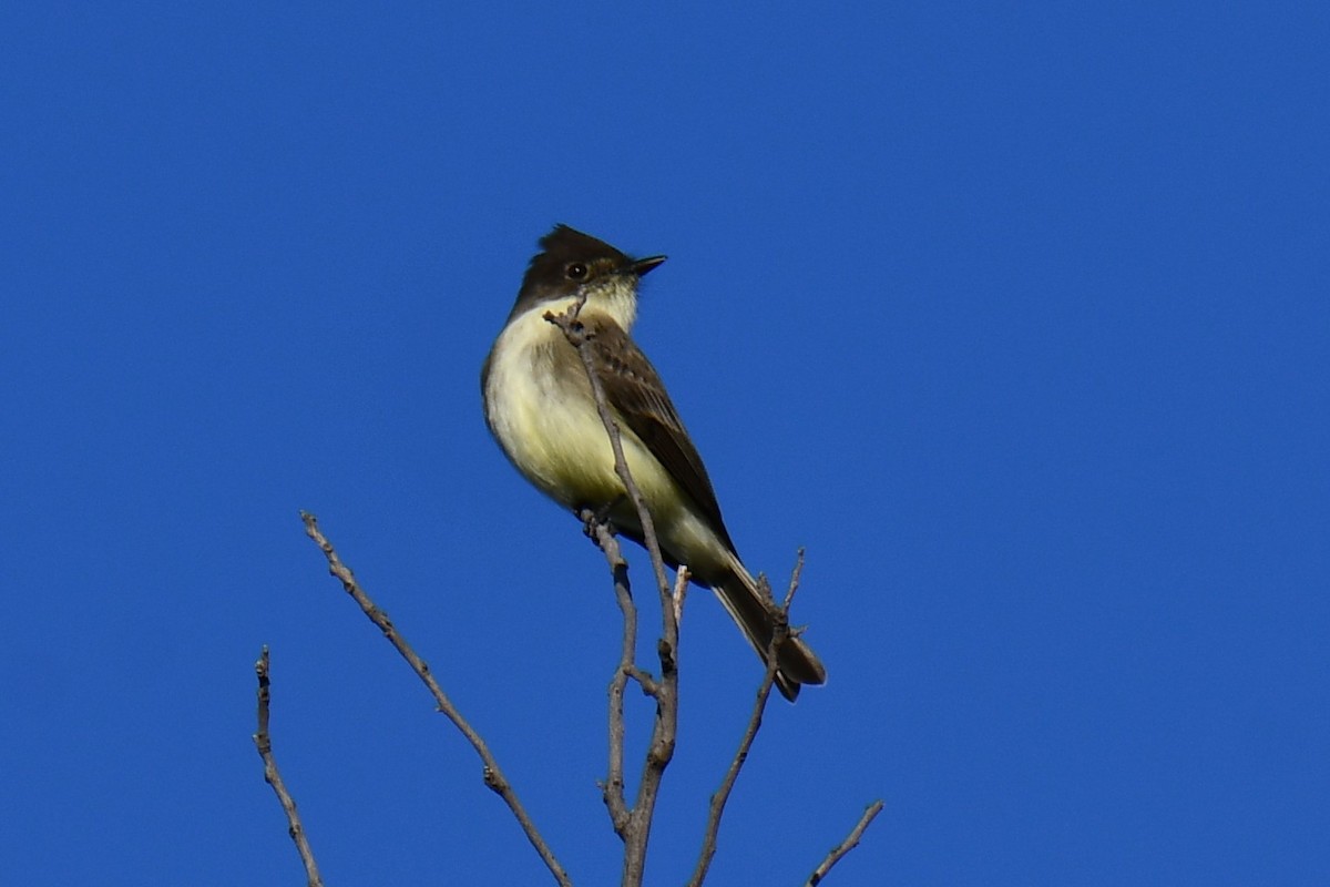 gråfibi - ML644681241