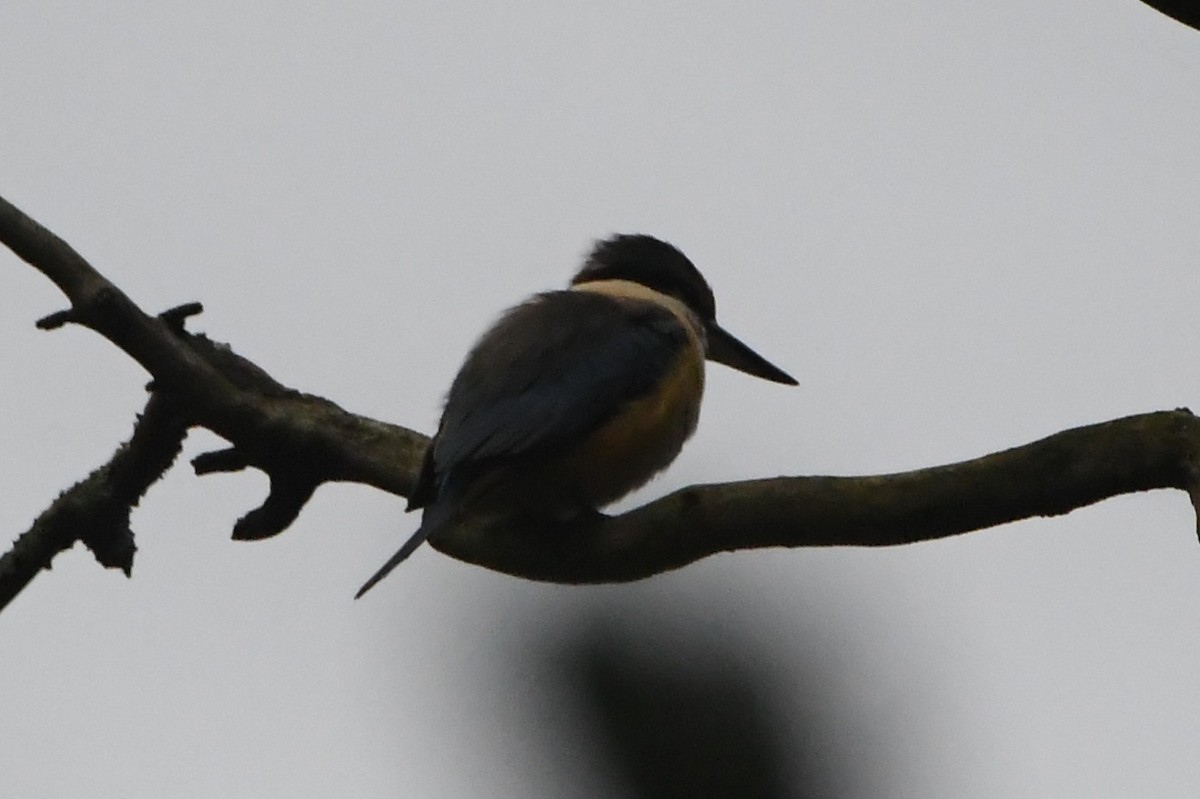 Alción Sagrado - ML644681244