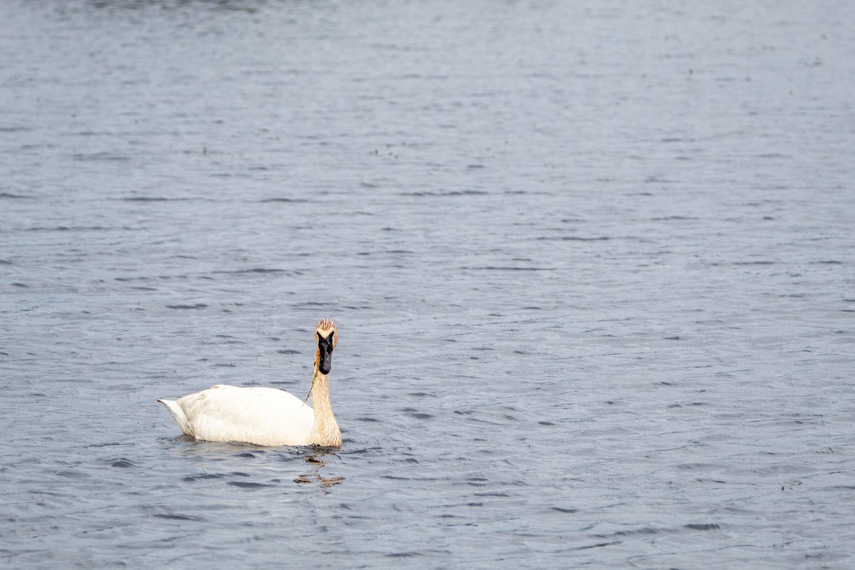 Trumpeter Swan - ML644681246