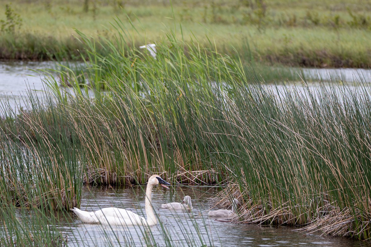 Trumpeter Swan - ML644681247