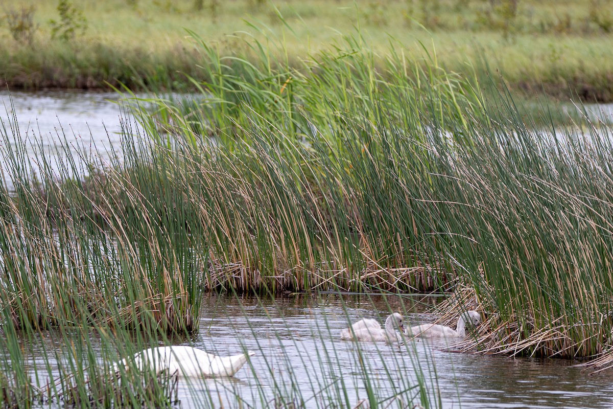 Trumpeter Swan - ML644681248