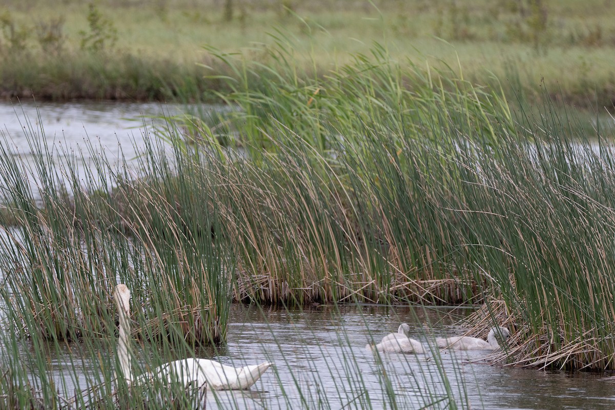 Trumpeter Swan - ML644681249