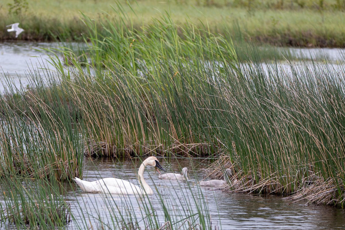 Trumpeter Swan - ML644681250