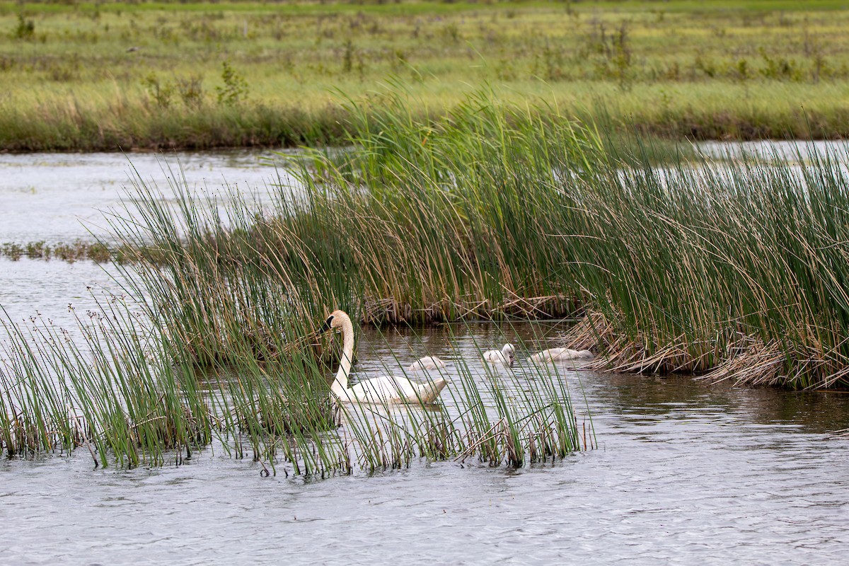 Trumpeter Swan - ML644681251