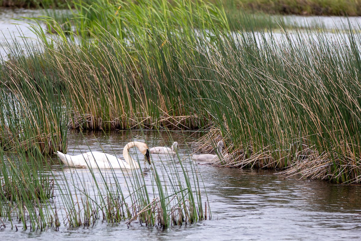 Trumpeter Swan - ML644681252
