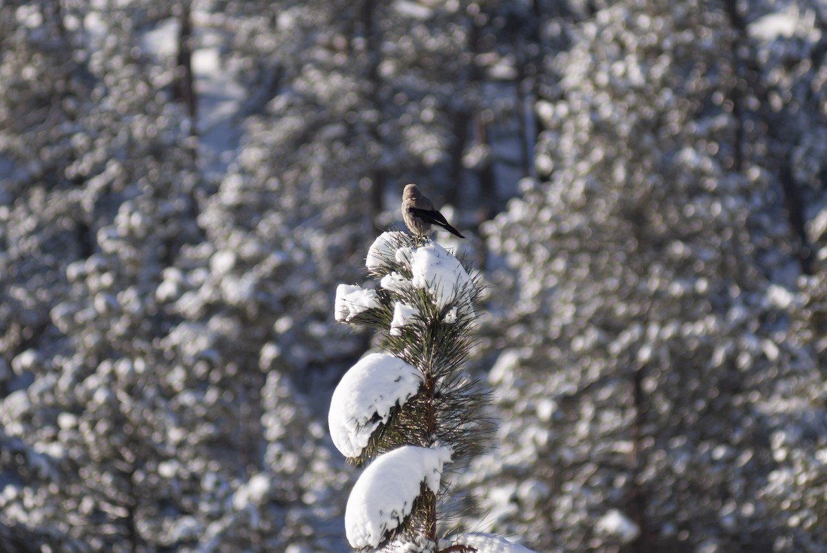 konglekråke - ML644681253