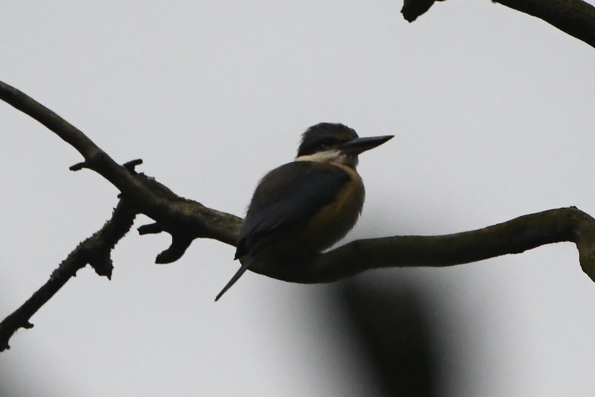 Alción Sagrado - ML644681254