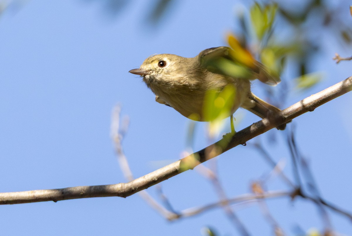 eikevireo - ML644681255