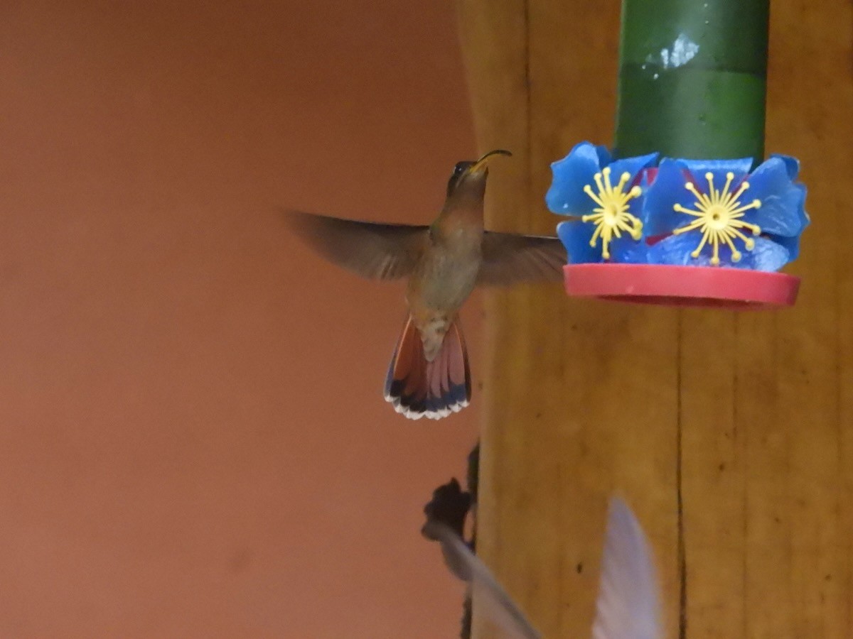 rustbrysteremitt - ML644681259