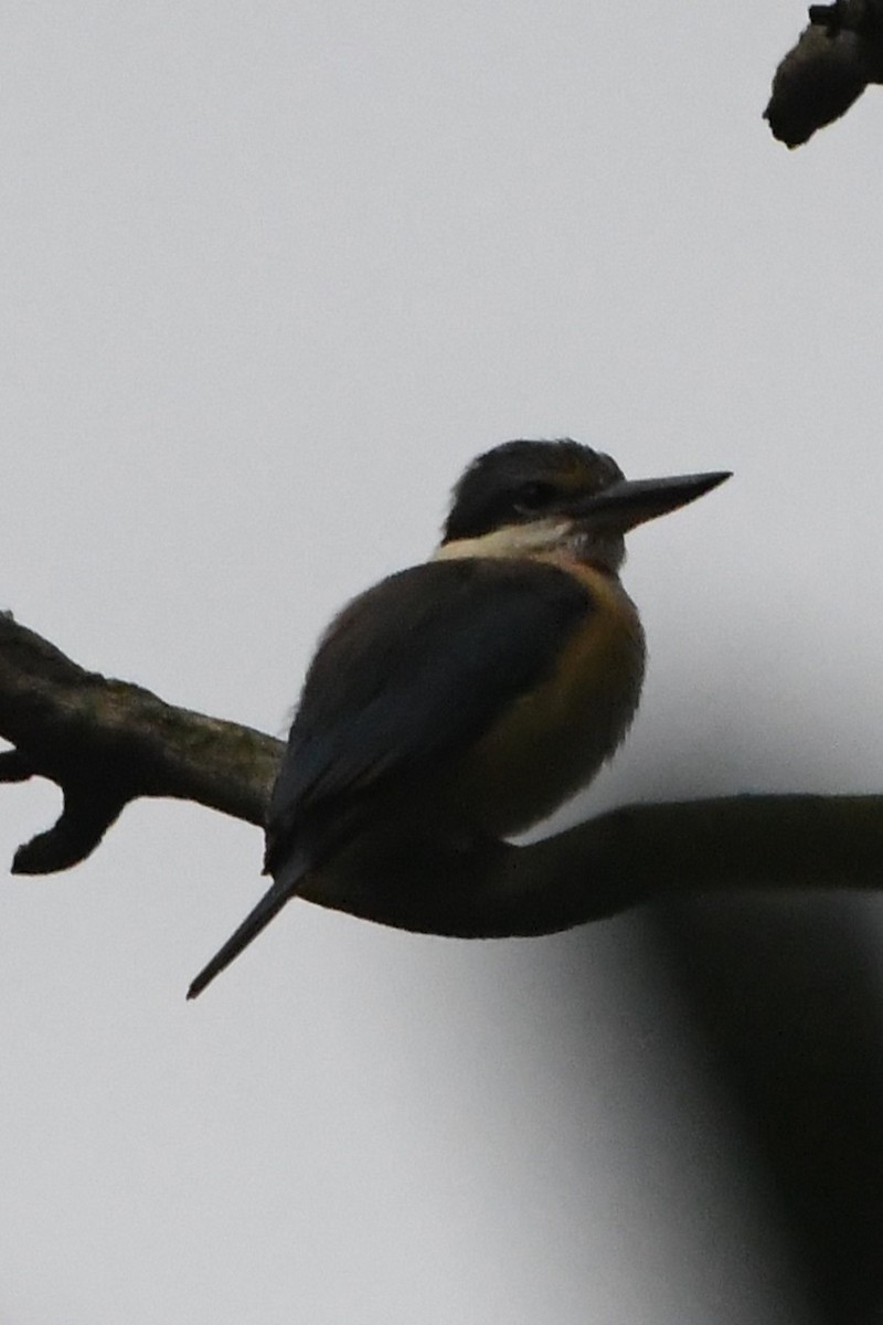 Alción Sagrado - ML644681260