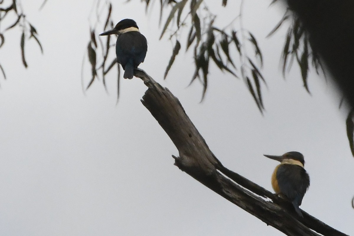 Alción Sagrado - ML644681262