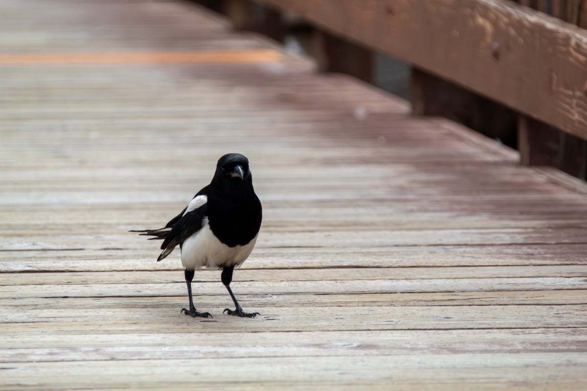Black-billed Magpie - ML644681265