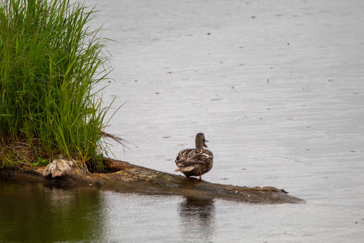Mallard - ML644681269